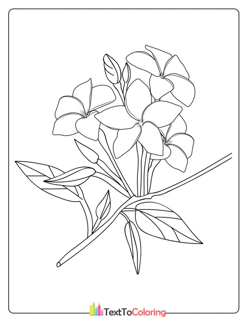 Black And White Outline Coloring Book