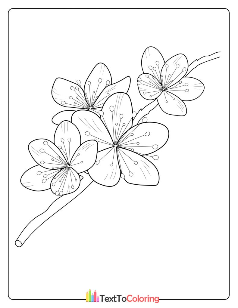 Cherry Blossom Flowers And Branch