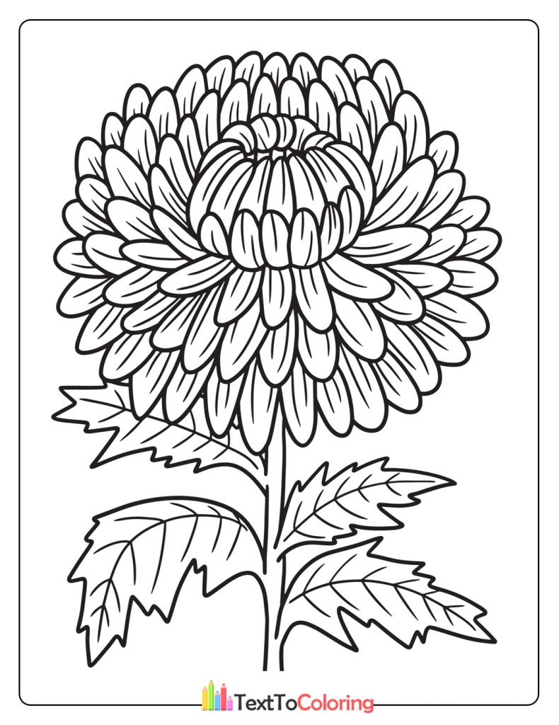 Chrysanthemum Flower Coloring Page