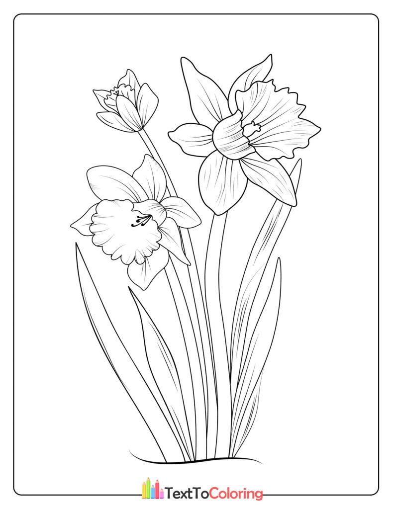 Daffodil Flower Coloring Page