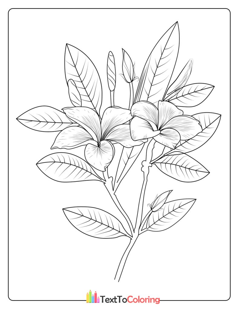 Frangipani Flower Coloring Page