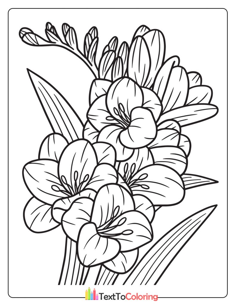 Freesia Flower Coloring Page