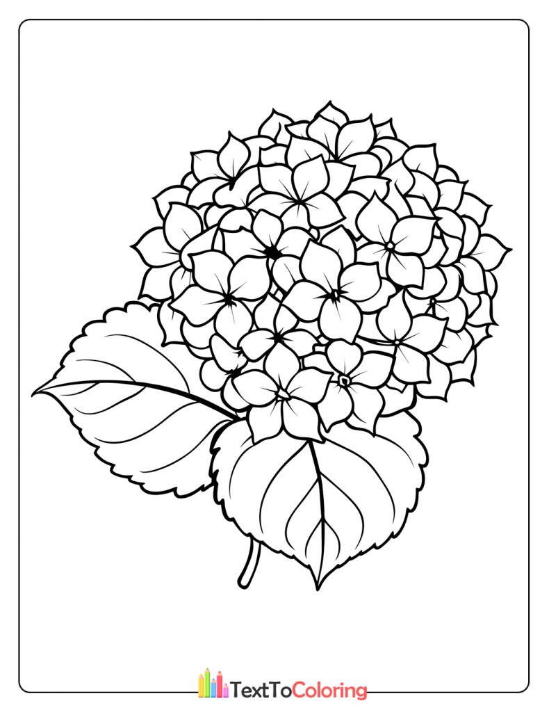 Intricate hydrangea coloring page showing many small petals and a large leaf.