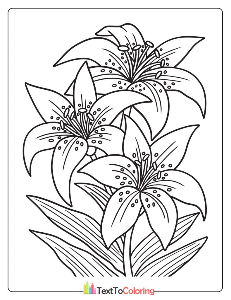 Lilies Flower Coloring Page
