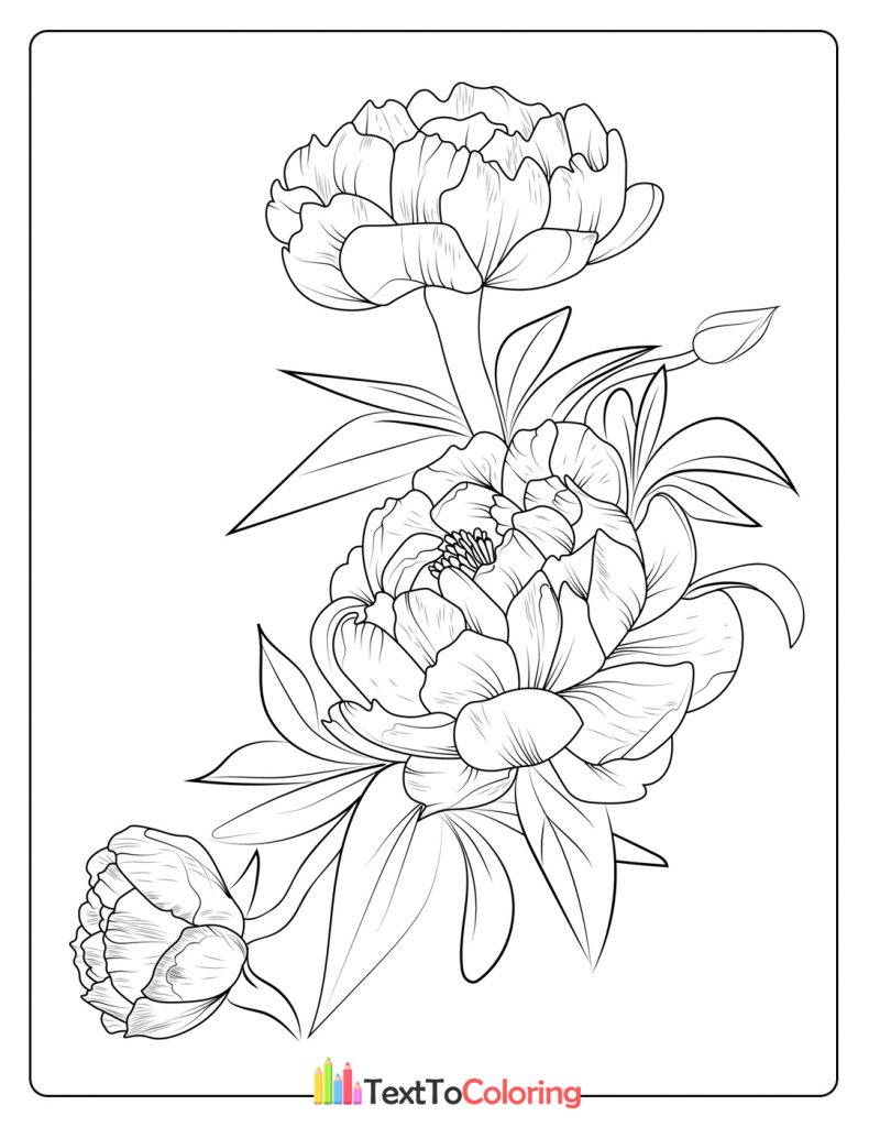 Peony Flower Coloring Page