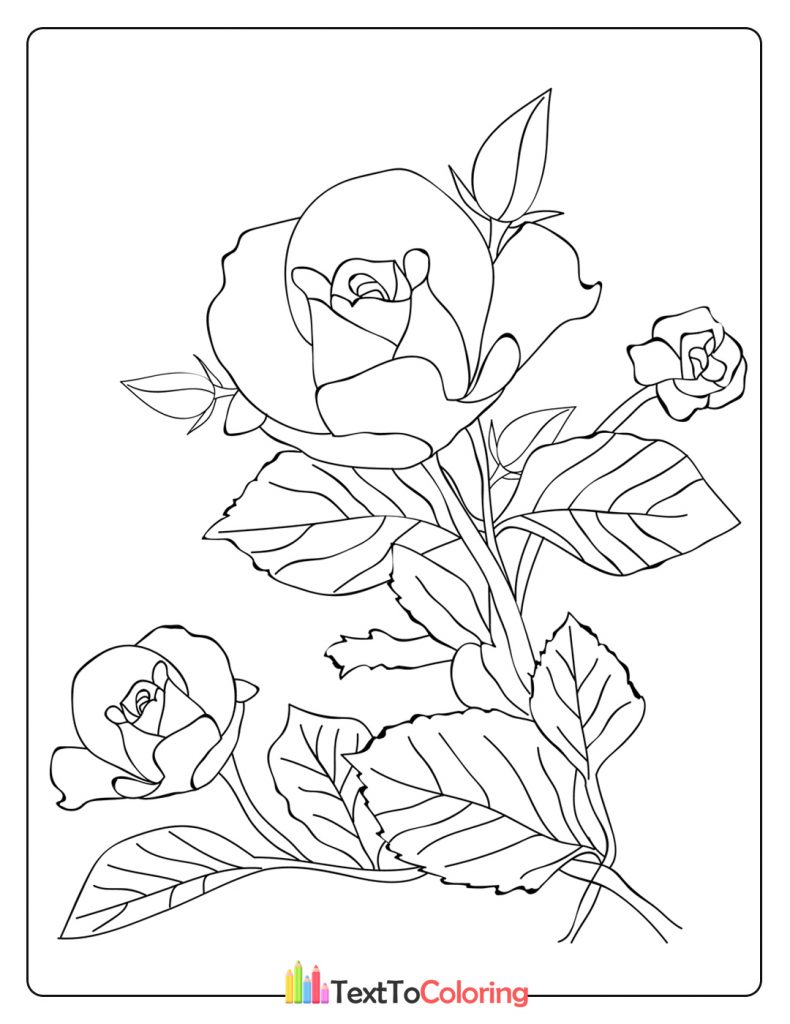 Detailed rose coloring page with full blossoms and sharp leaf outlines.