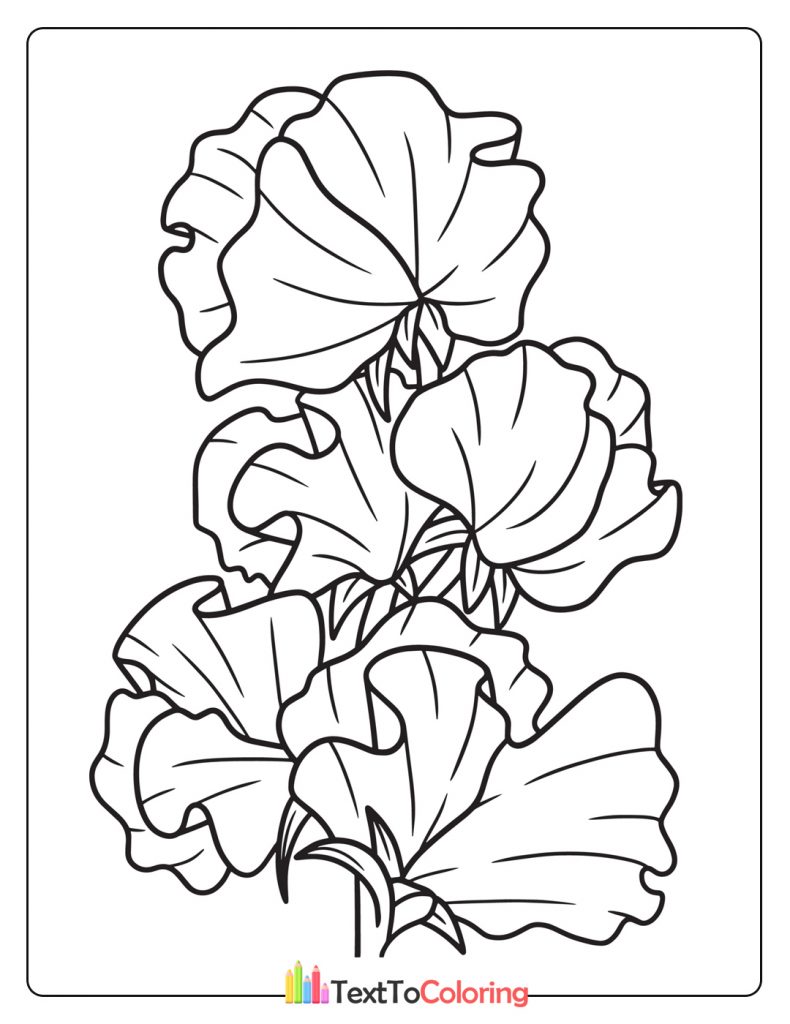 Nasturtium flower coloring page with large rounded petals and bold leaves.