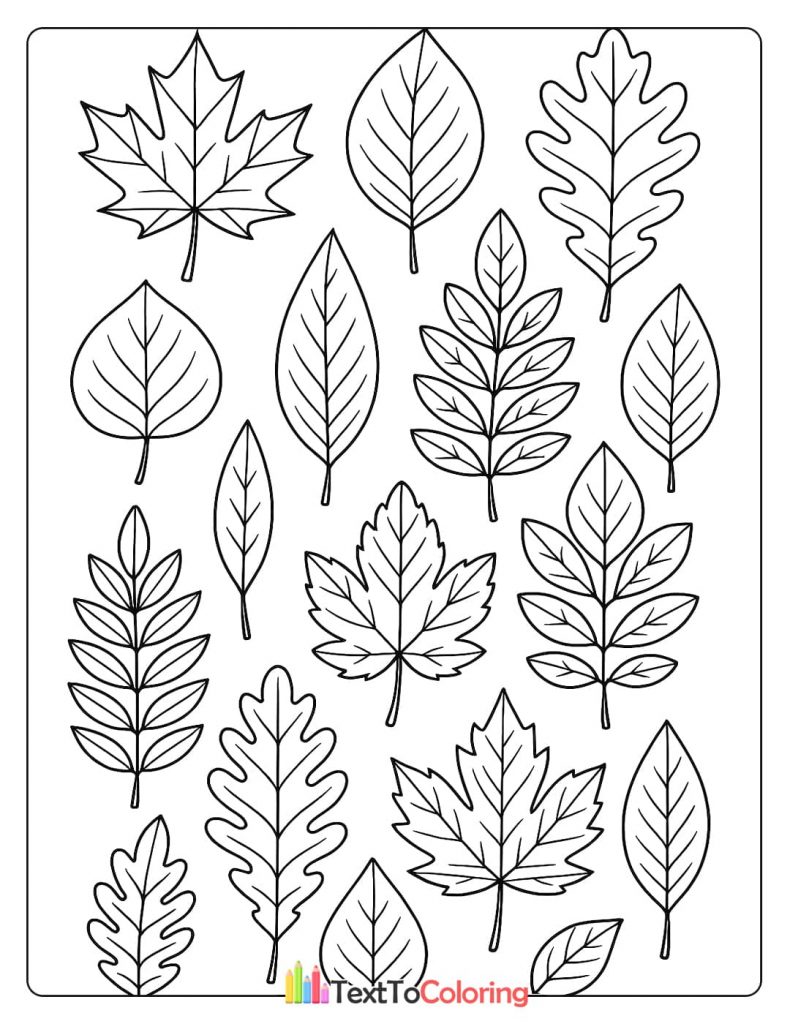 A coloring page showing a variety of different autumn leaf types, including maple and oak leaves.